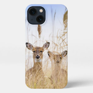 Etui iPhone 13 Animaux de bébés cutest   Deux jeunes cerfs à queu