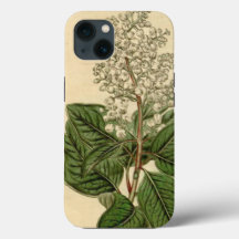 Coque iphone Arbutus Menziesii