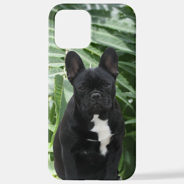 Coque iPhone Bouledogue français noir French Bulldog (Verso)