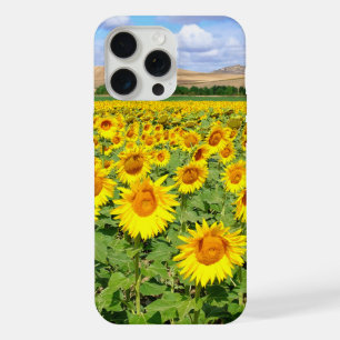 Champ de tournesols