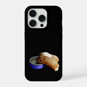 Cochons d'Inde marrons et blancs,