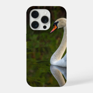 cygne