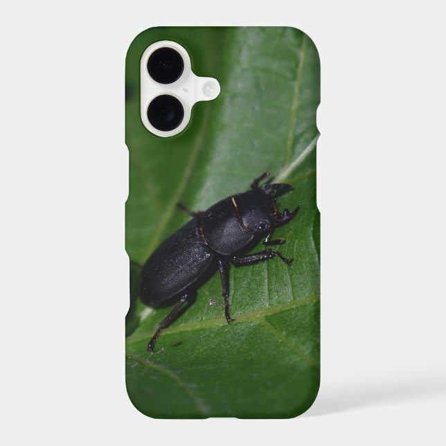 Coque iPhone Dorcus parallelipipedus, le moindre dendroctone du (Verso)