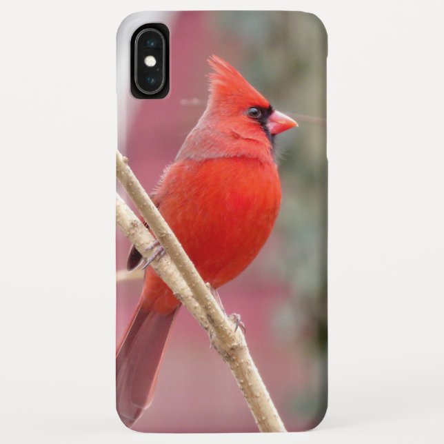 Coque iphone du cardinal rouge (Dos)