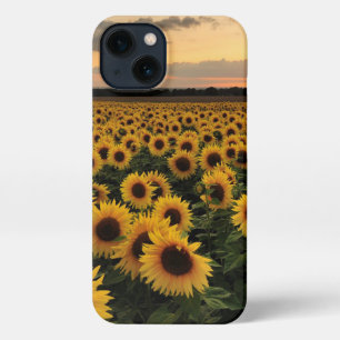 Etui iPhone 13 Fleurs Terrain de tournesol
