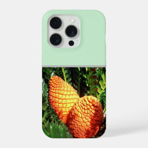 Gros pods de graines de pin africain orange,