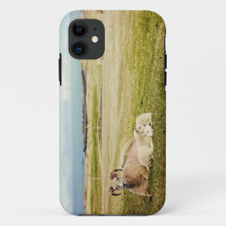 Coque iphone islandais de moutons