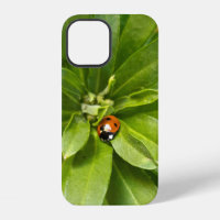 Ladybug