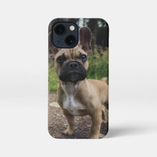 Etui iPhone 13 Mini Oreiller à lancer de chien de taureau français