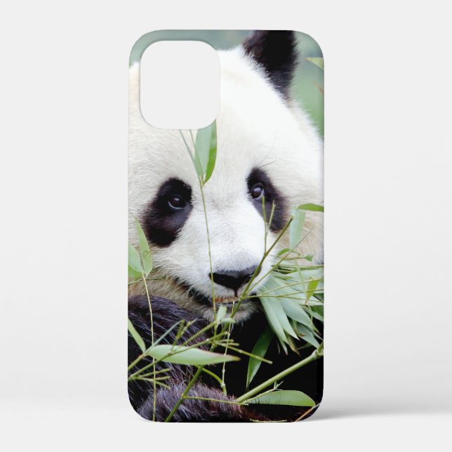 coque iphone Photo panda géant, animaux. (Verso)