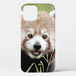 coque iphone Photo panda géant, animaux.