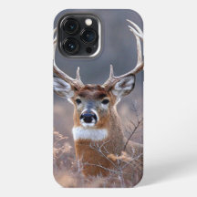 Photographie élégante de cerf de Virginie en saiso