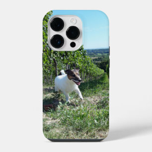 Coque Pour iPhone 14 Plus Tête de Capo von Oppenheim Terrier Jack Russell, C
