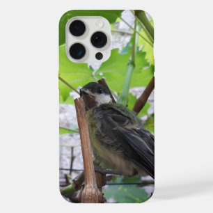 Tidi my Bird le Parus Major