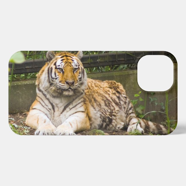 Coque iPhone Tigre de Sibérie (Verso Horizontal)
