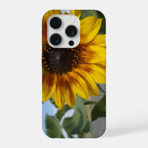 Tournesol Moment Doré,