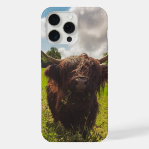 Vache noire pâturage vert champ soleil