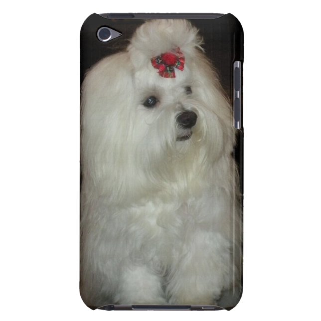 Coque iPod Touch Case-Mate Chien maltais adorable (Dos)