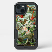 Espèce de Hummingbird