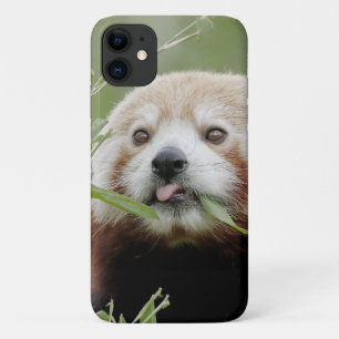 Coque Photo panda rouge, panda roux, animaux.