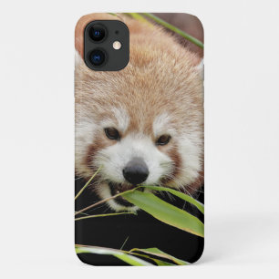 Coque Photo panda rouge, panda roux, animaux.