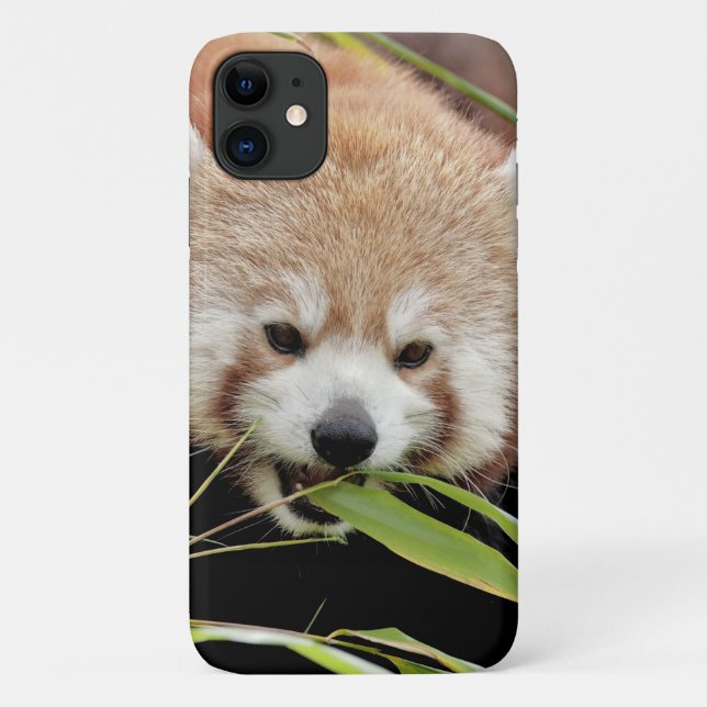 Coque Photo panda rouge, panda roux, animaux. (Dos)