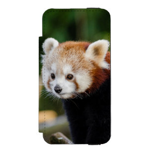 Coque-portefeuille iPhone 5 Incipio Watson™ Panda roux assis sur un tronc enneigé