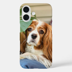 Coque Pour iPhone 16 Coque iphone du roi Charles Cavalier 16