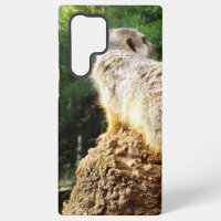 Suricate avec vues élevées,