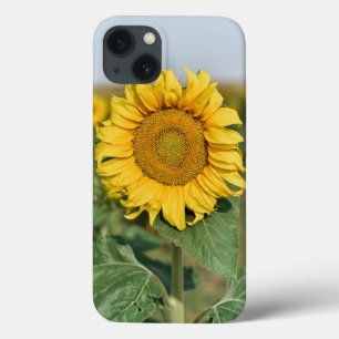 Coque Sunflower iPhone 13