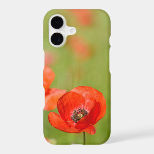 Coquelicot rouge sur fond vert
