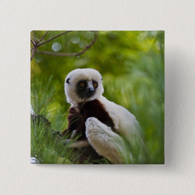 Coquerel's Sifaka in the forest 2 Inch Square Button (Front)