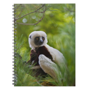 Coquerel's Sifaka in the forest 2 Notebook