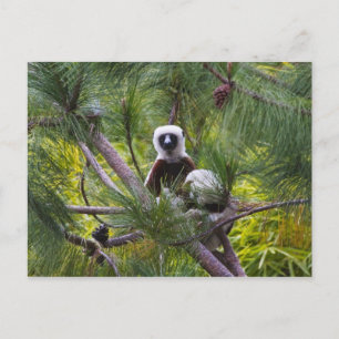 Coquerel's Sifaka in the forest Postcard