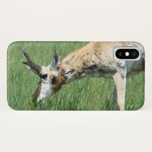 Coque iPhone X A11 Pâturage d'antilope Pronghorn