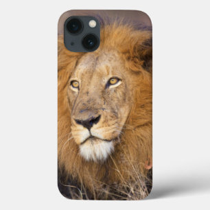 Coques Pour iPhone A portrait of a Lion looking into the distance