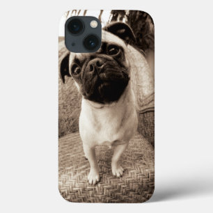 iPhone 13 Coque A Pug with its Head Titled to the Side