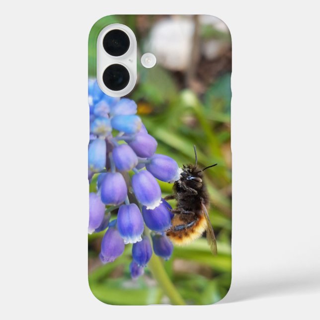 Coques Case-Mate iPhone Abeille sur Muscari Armeniacum, Grape Hyacinth (Verso)