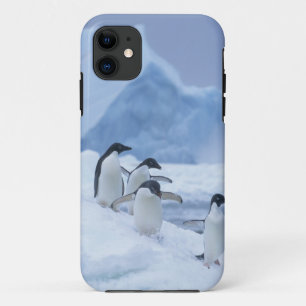 Coques Pour iPhone Adelie Penguins (Pygoscelis adeliae) sur la glace,