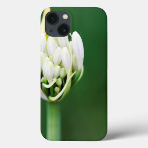 Coques Pour iPhone African Lily, Agapanthus Praecox, Cape Town
