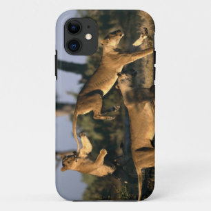Etui iPhone Case-Mate Afrique, Botswana, Parc national de Chobe, Lionnes