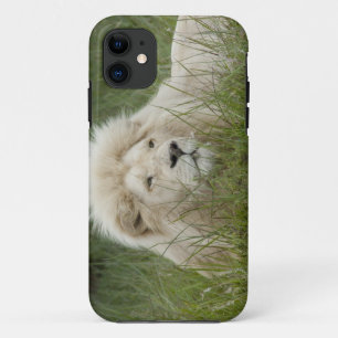 Coque iPhone 11 Afrique du Sud, East London, Inkwenkwezi Private