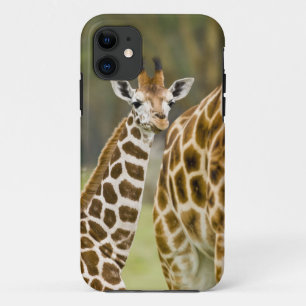 Case-Mate iPhone Case Afrique. Kenya. Girafe de Rothschild bébé