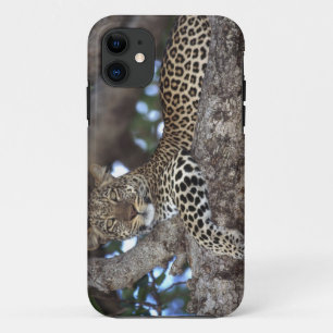 Etui iPhone Case-Mate Afrique. Kenya. Masaï Mara. Leopard (Panthera)