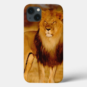 Coques Pour iPhone Afrique, Namibie, Okonjima. Lion mâle solitaire