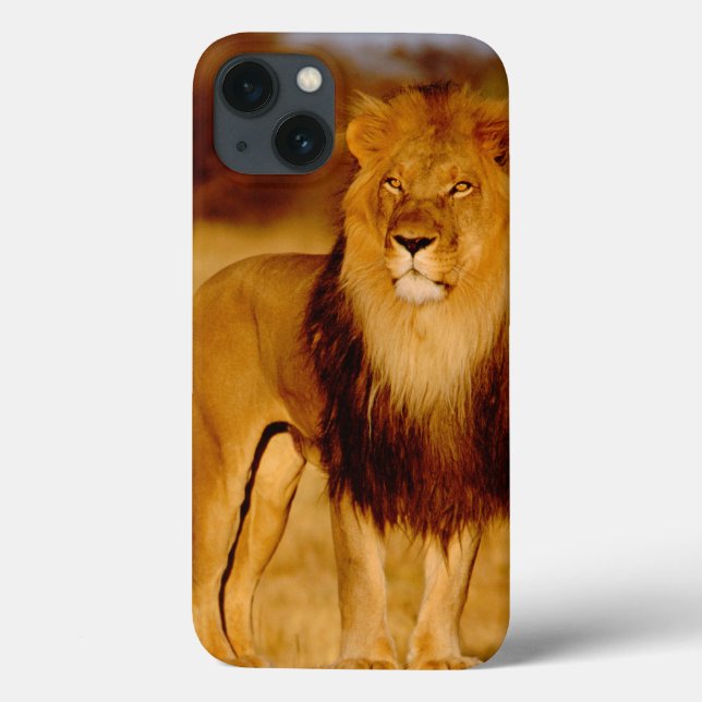 Coques Case-Mate iPhone Afrique, Namibie, Okonjima. Lone (Verso)