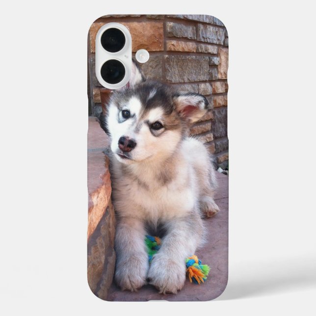 Coques Case-Mate iPhone Alaskan Malamute Puppy Head Tilt Photographie (Verso)