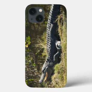Etui iPhone Case-Mate Alligator se faisant dorer sur la rive d'un marais