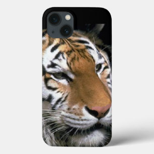 Etui iPhone 13 Amateurs de tigres