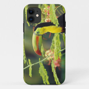 Coque Case-Mate Pour iPhone Amérique centrale, Honduras. Toucan à prix Keel